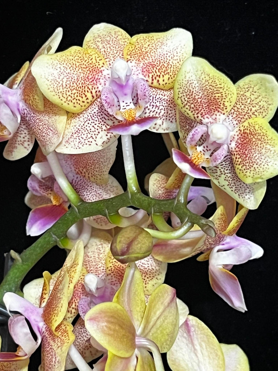 Phalaenopsis mtf. Aromio Spicy - VÝPRODEJ-SLEVA (1)