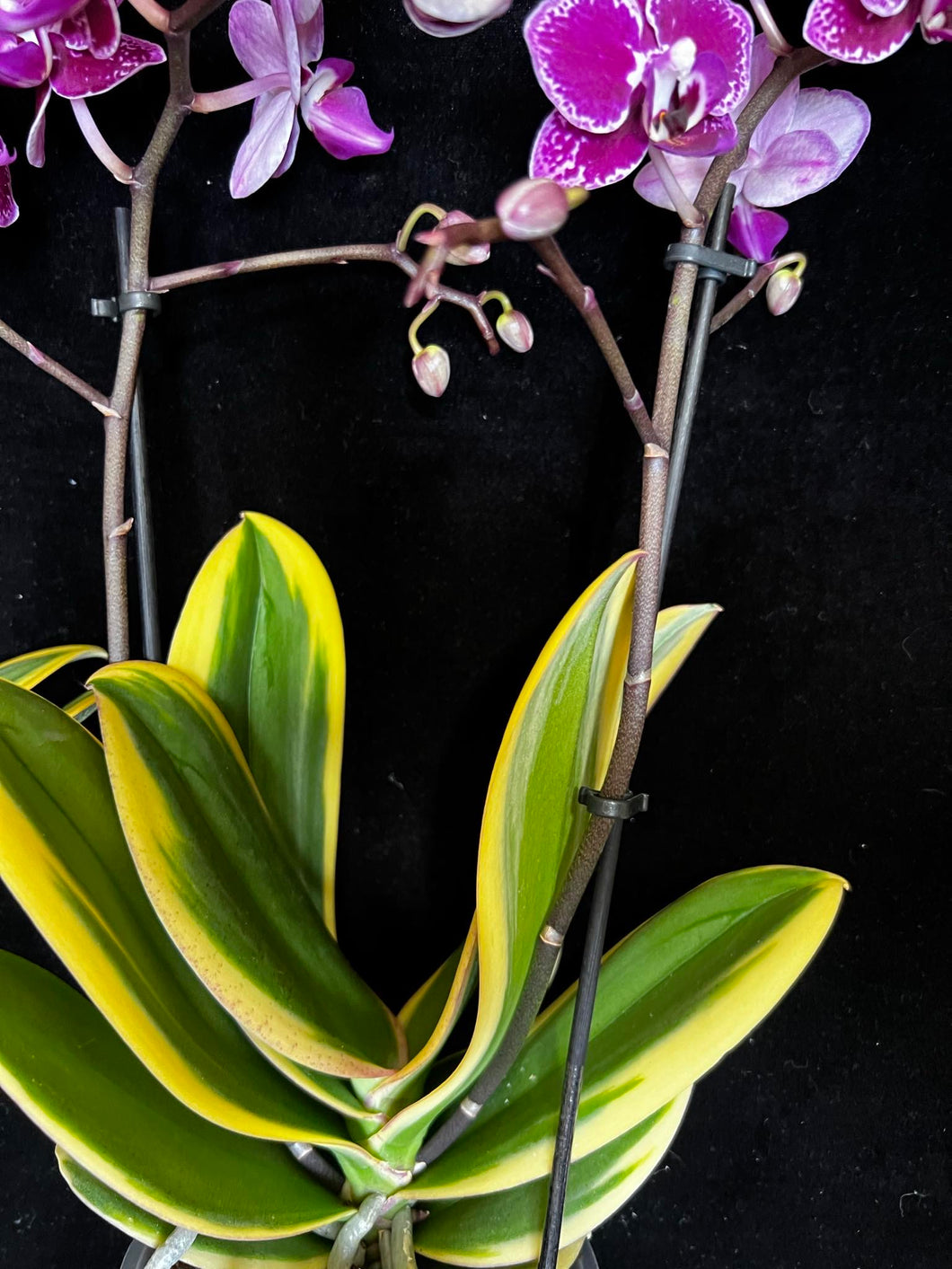 EXKLUSIV Phalaenopsis mtf. Magic Leaf / Sogo Hornglin / Chia E Yenlin 