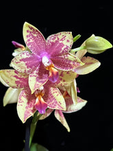 Načíst obrázek do prohlížeče Galerie, Phalaenopsis multiflora Spot yellow Star TAIWAN (16466) - VÝPRODEJ-SLEVA (1)
