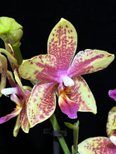 Načíst obrázek do prohlížeče Galerie, Phalaenopsis multiflora Spot yellow Star TAIWAN (16466) - VÝPRODEJ-SLEVA (1)
