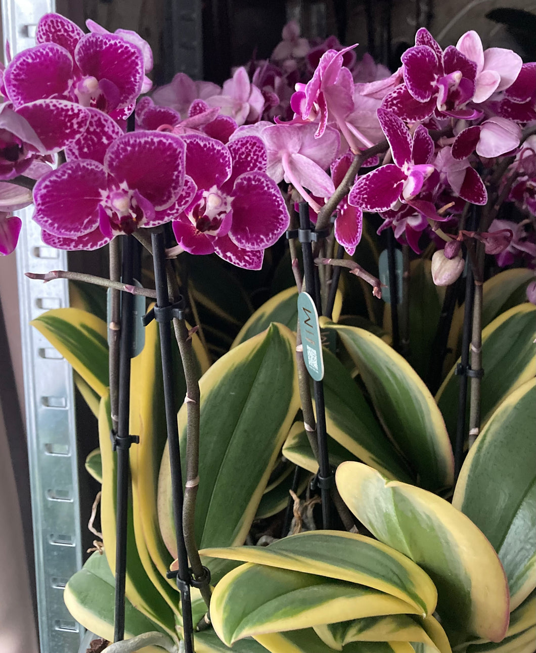 EXKLUSIV Phalaenopsis mtf. Magic Leaf / Sogo Hornglin / Chia E Yenlin 