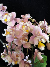 Načíst obrázek do prohlížeče Galerie, Phalaenopsis mtf. Powdery - Peloric - VÝPRODEJ-SLEVA (1)
