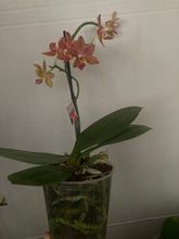 Načíst obrázek do prohlížeče Galerie, Phalaenopsis multiflora TAIWAN (1645)- VÝPRODEJ-SLEVA
