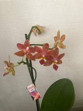 Načíst obrázek do prohlížeče Galerie, Phalaenopsis multiflora TAIWAN (1645)- VÝPRODEJ-SLEVA
