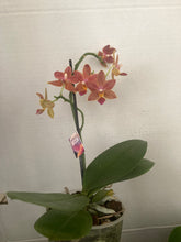 Načíst obrázek do prohlížeče Galerie, Phalaenopsis multiflora TAIWAN (1645)- VÝPRODEJ-SLEVA
