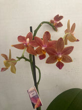 Načíst obrázek do prohlížeče Galerie, Phalaenopsis multiflora TAIWAN (1645)- VÝPRODEJ-SLEVA
