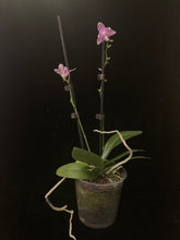 Načíst obrázek do prohlížeče Galerie, Phalaenopsis mtf. Peloric  PINK Floyd VÝPRODEJ-SLEVA STVOL ZE SRDÍČKA
