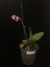 Načíst obrázek do prohlížeče Galerie, Phalaenopsis mtf. Peloric PINK Floyd  VÝPRODEJ - SLEVA PŘESAZENO!
