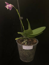 Načíst obrázek do prohlížeče Galerie, Phalaenopsis mtf. Peloric PINK Floyd  VÝPRODEJ - SLEVA PŘESAZENO!
