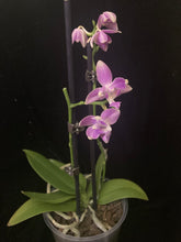 Načíst obrázek do prohlížeče Galerie, Phalaenopsis mtf. Peloric  PINK Floyd VÝPRODEJ-SLEVA - STVOL ZE SRDÍČKA
