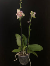 Načíst obrázek do prohlížeče Galerie, Exclusive Phalaenopsis  Spunky PELORIC / I-Hsin Venus Peloric  (voňavá) VÝPRODEJ - SLEVA (1 )
