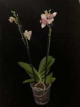 Načíst obrázek do prohlížeče Galerie, Exclusive Phalaenopsis  Spunky PELORIC / I-Hsin Venus Peloric  (voňavá) VÝPRODEJ - SLEVA (2)
