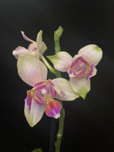 Načíst obrázek do prohlížeče Galerie, Exclusive Phalaenopsis  Spunky PELORIC / I-Hsin Venus Peloric  (voňavá) VÝPRODEJ - SLEVA (2)
