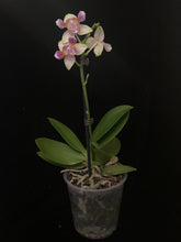 Načíst obrázek do prohlížeče Galerie, Exclusive Phalaenopsis  Spunky PELORIC / I-Hsin Venus Peloric  (voňavá) VÝPRODEJ - SLEVA (3 )
