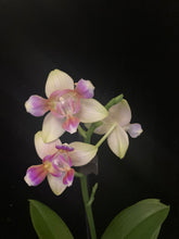 Načíst obrázek do prohlížeče Galerie, Exclusive Phalaenopsis  Spunky PELORIC / I-Hsin Venus Peloric  (voňavá) VÝPRODEJ - SLEVA (3 )
