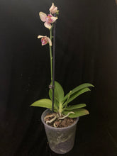 Načíst obrázek do prohlížeče Galerie, Exclusive Phalaenopsis  Spunky PELORIC / I-Hsin Venus Peloric  (voňavá) VÝPRODEJ - SLEVA (4)
