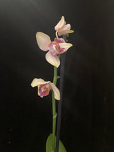 Načíst obrázek do prohlížeče Galerie, Exclusive Phalaenopsis  Spunky PELORIC / I-Hsin Venus Peloric  (voňavá) VÝPRODEJ - SLEVA (4)
