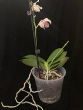 Načíst obrázek do prohlížeče Galerie, Exclusive Phalaenopsis  Spunky PELORIC / I-Hsin Venus Peloric  (voňavá) VÝPRODEJ - SLEVA (6)
