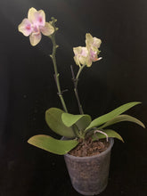 Načíst obrázek do prohlížeče Galerie, Phalaenopsis Yaphon Green Batman - VÝPRODEJ -SLEVA
