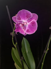 Načíst obrázek do prohlížeče Galerie, Phalaenopsis Big Lip (Limited 34, W.38) -VÝPRODEJ- SLEVA (STVOL ZE SRDÍČKA)
