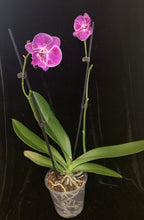 Načíst obrázek do prohlížeče Galerie, Phalaenopsis Big Lip (Limited 34, W.38) -VÝPRODEJ- SLEVA (STVOL ZE SRDÍČKA)
