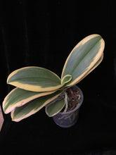 Načíst obrázek do prohlížeče Galerie, EXKLUSIV Phalaenopsis mtf. Magic Leaf / Sogo Hornglin / Chia E Yenlin &quot;VARIEGATA&quot; - VÝPRODEJ -SLEVA (1)
