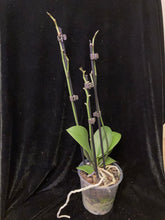 Načíst obrázek do prohlížeče Galerie, Phalaenopsis Sogo Lawrence PELORIC - VÝPRODEJ - SLEVA
