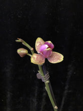 Načíst obrázek do prohlížeče Galerie, Phalaenopsis Sogo Lawrence PELORIC - VÝPRODEJ - SLEVA
