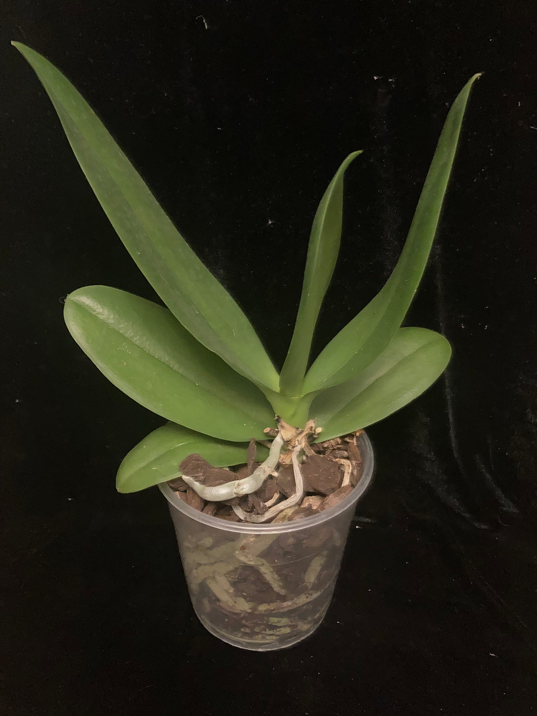 Phalaenopsis hybrid ??? VÝPRODEJ (H2)