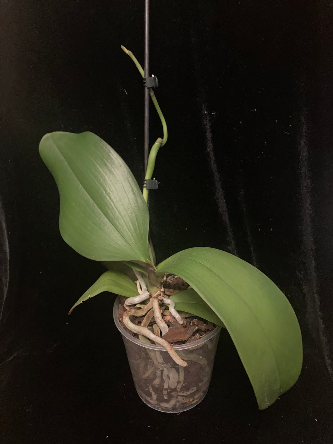 Phalaenopsis hybrid ??? VÝPRODEJ (H1)