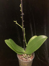 Načíst obrázek do prohlížeče Galerie, Phalaenopsis multiflora TAIWAN (16451)- VÝPRODEJ-SLEVA
