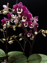 Lade das Bild in den Galerie-Viewer, Phalaenopsis Kowada Yara Neu
