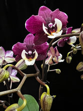 Lade das Bild in den Galerie-Viewer, Phalaenopsis Kowada Yara Neu
