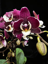 Lade das Bild in den Galerie-Viewer, Phalaenopsis Kowada Yara Neu
