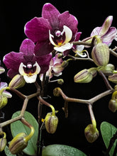 Lade das Bild in den Galerie-Viewer, Phalaenopsis Kowada Yara Neu
