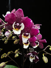 Lade das Bild in den Galerie-Viewer, Phalaenopsis Kowada Yara Neu
