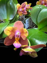 Načíst obrázek do prohlížeče Galerie, Phalaenopsis PF 5072-5073 Voňavá SLEVA
