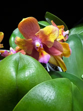 Načíst obrázek do prohlížeče Galerie, Phalaenopsis PF 5072-5073 Voňavá SLEVA
