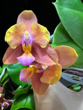 Načíst obrázek do prohlížeče Galerie, Phalaenopsis PF 5072-5073 Voňavá SLEVA
