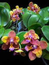 Načíst obrázek do prohlížeče Galerie, Phalaenopsis PF 5072-5073 Voňavá SLEVA
