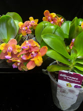 Načíst obrázek do prohlížeče Galerie, Phalaenopsis PF 5072-5073 Voňavá SLEVA
