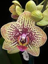 Lade das Bild in den Galerie-Viewer, Phalaenopsis. Glücksleopard – RABATT!
