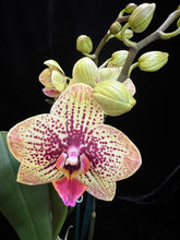 Lade das Bild in den Galerie-Viewer, Phalaenopsis. Glücksleopard – RABATT!
