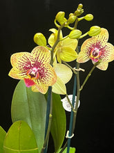 Lade das Bild in den Galerie-Viewer, Phalaenopsis. Glücksleopard – RABATT!
