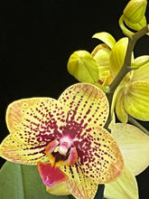 Lade das Bild in den Galerie-Viewer, Phalaenopsis. Glücksleopard – RABATT!
