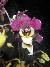 Lade das Bild in den Galerie-Viewer, Phalaenopsis Kowada Yara Neu

