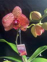 Načíst obrázek do prohlížeče Galerie, Phalaenopsis Yellow Leopard 2 Stvoly
