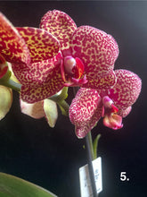 Načíst obrázek do prohlížeče Galerie, Phalaenopsis Yellow Leopard 2 Stvoly
