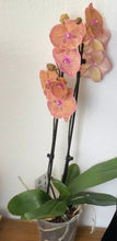Načíst obrázek do prohlížeče Galerie, Phalaenopsis Sogo Very Maple Big Lip
