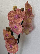 Načíst obrázek do prohlížeče Galerie, Phalaenopsis Sogo Very Maple Big Lip
